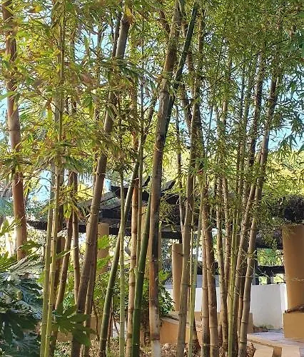 Jardines De Golondrinas Elviria By The Nikki Apartmán Marbella